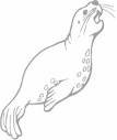 Seal coloring page