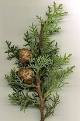 240px-Med_Cypress.jpg