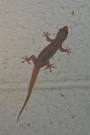 wildherps.com - Common House Gecko (Hemidactylus frenatus)