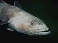 Antarctic Cod - Fish Reference Library - redOrbit
