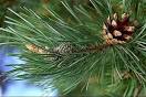 Pinus sylvestris, pine needle, pine needle oil, scots pine oil