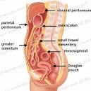 The visceral <b>peritoneum</b> lines