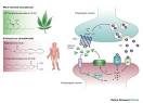 Box 1 : Cannabinoids: potential anticancer agents : Nature Reviews ...