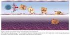 Revista Brasileira de Hematologia e Hemoterapia - Differentiation ...