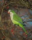 parrot common