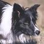border_collie.gif
