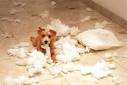 Dog Behavior Training Can Save More Than Just Money