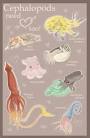 Cephalopods need love too by ~beavotron on deviantART