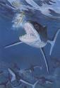 The Search for Ancient Sharks - Learning Adventures