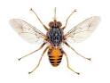 Biting Flies