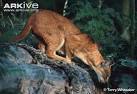 ARKive - African golden cat photo - Caracal aurata - G26105