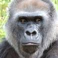 Satan's Apes