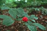 HRF Greenpapers: Ginseng