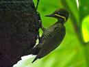 Picidae – Woodpeckers | Lee's Birdwatching Adventures Plus