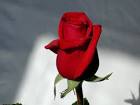 Rose photograper studio public - via Daymix