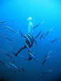 Barracuda - Wikipedia, the free encyclopedia