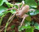 Araign��e banane - TERRA-SCIENCES.com