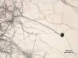 Aspergillus niger - Wikipedia, the free encyclopedia