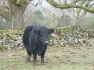 Welsh Black Cow - via Daymix