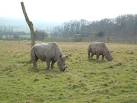 Port Lympne Wild Animal Park - via Daymix