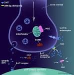 CNSforum | The mechanism of action of specific 5-HT re-uptake ...