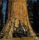 Sequoiadendron giganteum (giant sequoia) description
