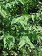 <b>Trema</b> orientalis