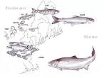 NOAA Fisheries Service Northeast salmon team website