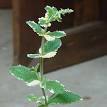 Apple mint - Wikipedia, the free encyclopedia