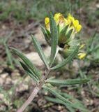 Image result for "Anthyllis lachnophora"