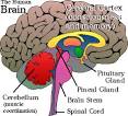 Third Eye - <b>Pineal Gland</b> - Crystalinks