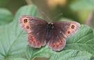 NJ3165 : Scotch Argus - via Daymix