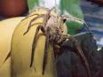 L��trange venin de laraign��e banane ~ Le Saviez-