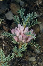 Image result for "Astracantha thracica subsp. parnassi"