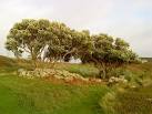 SV8714 : Nice place for a hammock. near to The Town, Isles of Scilly, - via Daymix