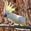Cockatoo - Wikipedia, the free encyclopedia