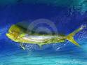 Royalty Free Stock Photo: Dolphin fish