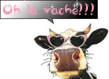 Vache Cool