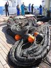 Demersal Fish in the Chukchi Sea