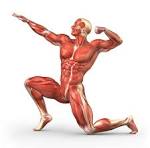 Video: Muscles for Locomotion | Interactive Biology, by Leslie Samuel