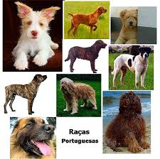 CONHECE AS NOSSAS RAÇAS!