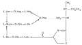 Bacitracin (Bacitracin) Drug Information: Description, User ...