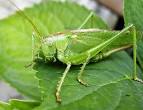 Cricket - Insects Reference Library - redOrbit