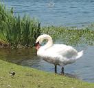 Swan in conversation with a Pied Wagtail (Motacilla alba). The bird seen in - via Daymix