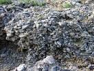 of loosely packed conglomerate, somewhat resembling peanut brittle. - via Daymix