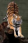 File:Siberian Tiger by Malene Th.jpg - Wikipedia, the free ...