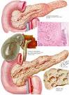 O ducto <b>pancreático</b> principal