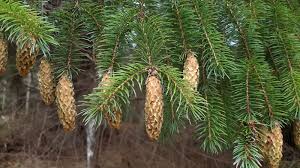 Image result for "Pinus sitchensis"