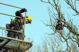 Image result for Cats stuck up the tree . firefighters
