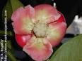 (<b>Garcinia mangostana</b>)